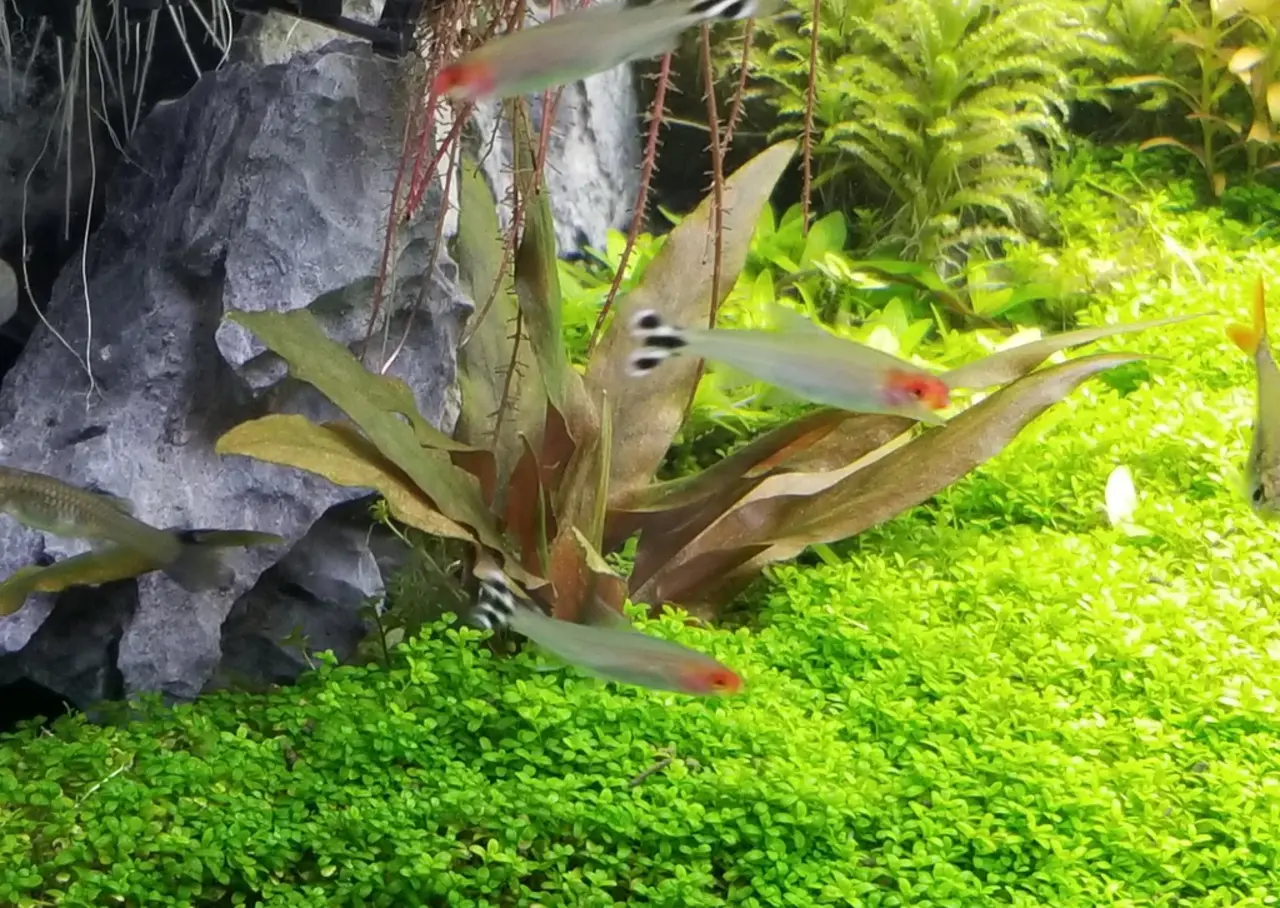 Moerings Cryptocoryne Petchi Pink Pot Moerings Cryptocoryne Petchi Pink Pot