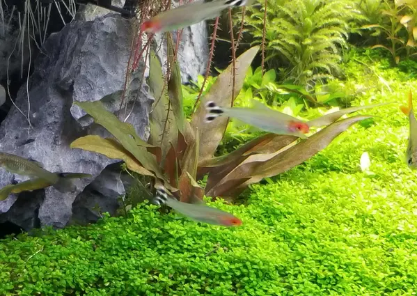 Moerings Cryptocoryne Petchi Pink Pot Moerings Cryptocoryne Petchi Pink Pot