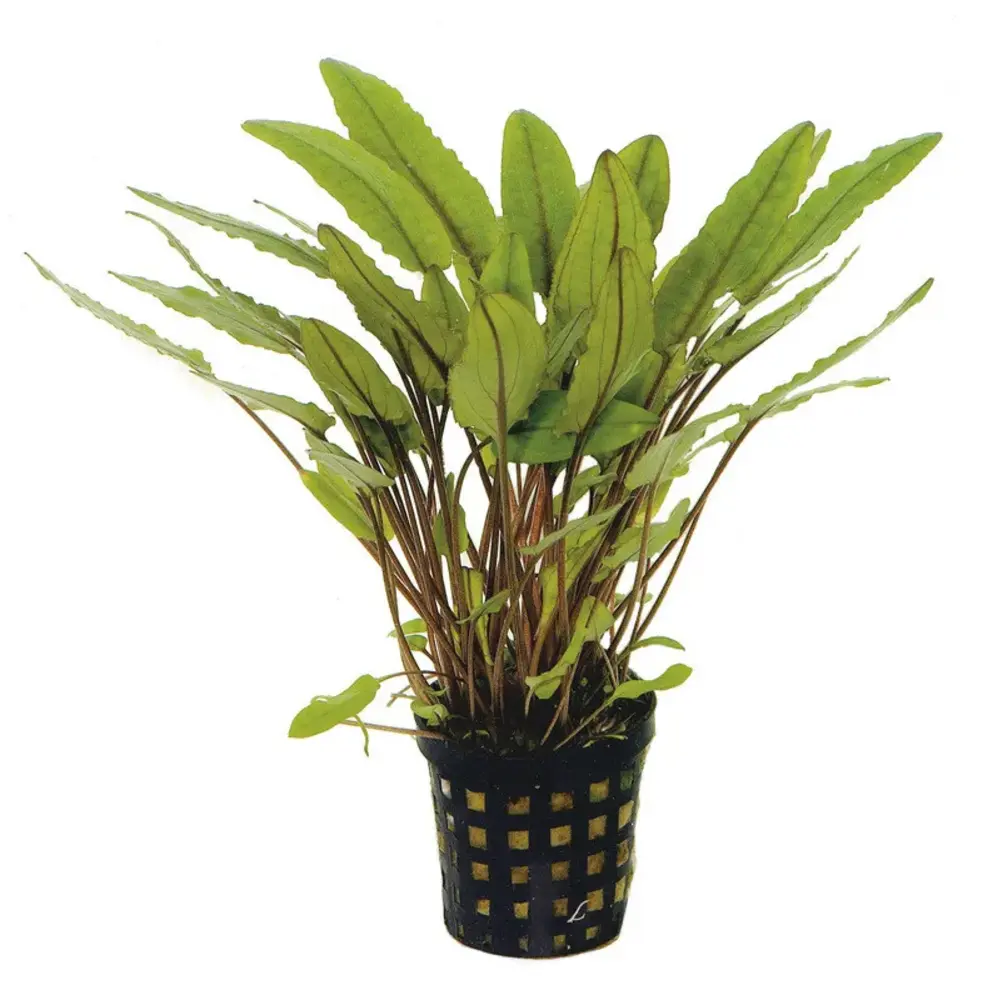 Moerings Cryptocoryne Undulates Pot Moerings Cryptocoryne Undulates Pot