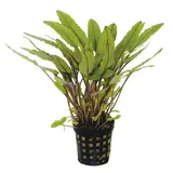 Moerings Cryptocoryne Undulates Pot