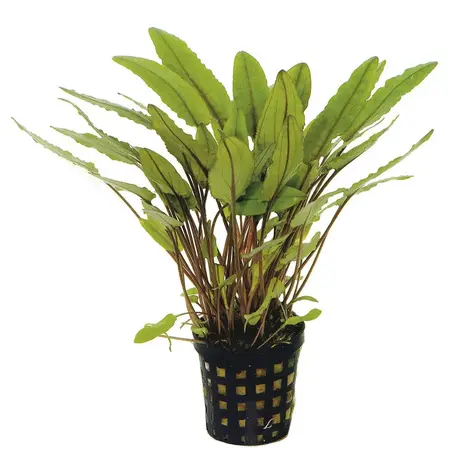 Moerings Cryptocoryne Undulates Pot Moerings Cryptocoryne Undulates Pot