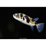 Colomesus Asellus Colomesus Asellus