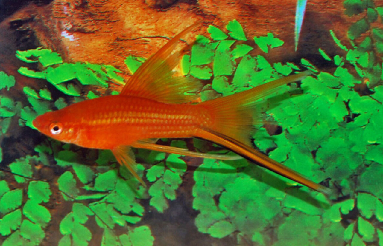 Xipho. Helleri Red Sluier Xipho. Helleri Red Sluier