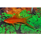 Xipho. Helleri Red Sluier Xipho. Helleri Red Sluier