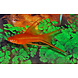 Xipho. Helleri Red Sluier Xipho. Helleri Red Sluier