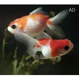 Carassius Auratus Parelschub Carassius Auratus Parelschub