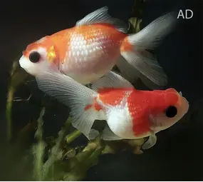 Carassius Auratus Parelschub Carassius Auratus Parelschub