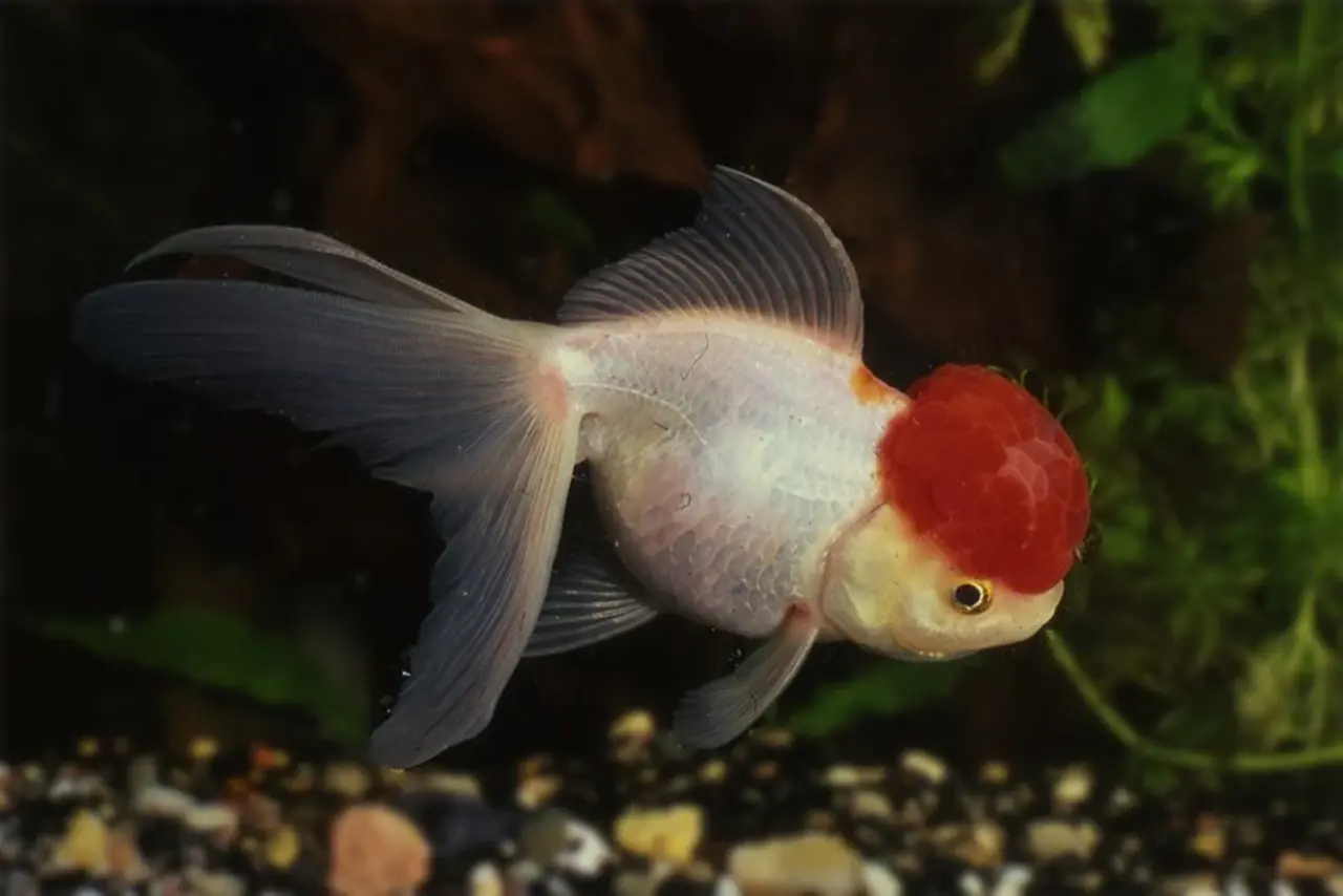 Carassius Auratus Red Cap