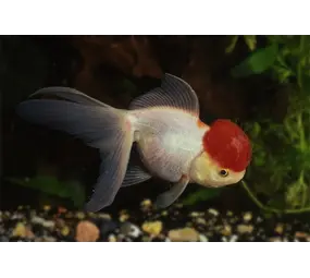 Carassius Auratus Red Cap