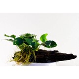 Moerings Anubias Op Hout