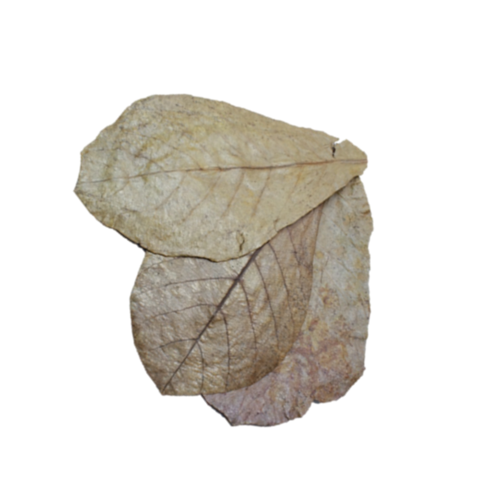 garnelenshop24de 10 Stück Original Seemandelbaumblätter 10cm Catappa