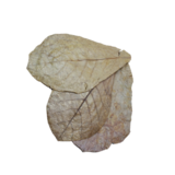 Heems huismerk Catappa Leaves 10 stuks