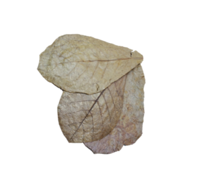 Heems huismerk Catappa Leaves 10 stuks Heems huismerk Catappa Leaves 10 stuks