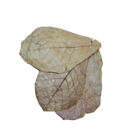 Heems huismerk Catappa Leaves 10 stuks Heems huismerk Catappa Leaves 10 stuks