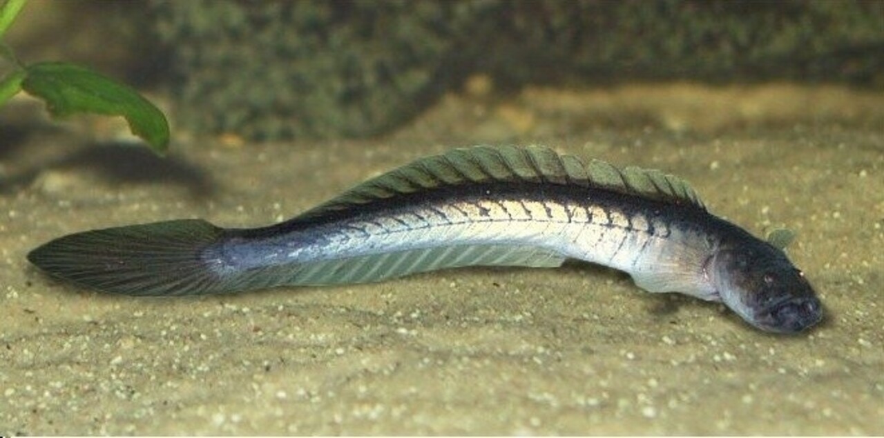 Gobioides Broussoneti Gobioides Broussoneti