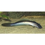 Gobioides Broussoneti Gobioides Broussoneti