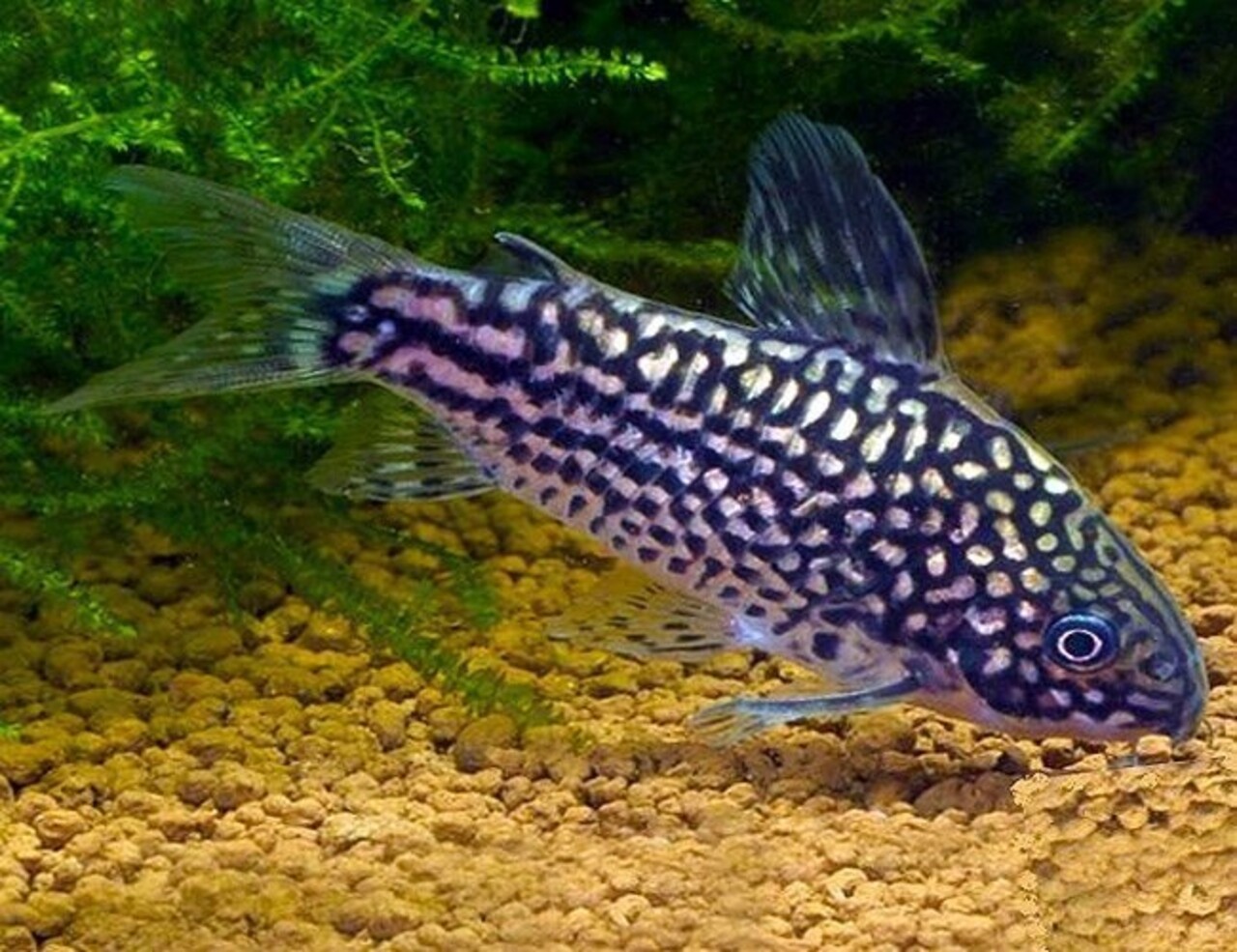 Corydoras Elegans