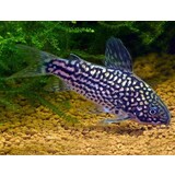 Corydoras Elegans Corydoras Elegans