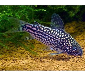 Corydoras Elegans