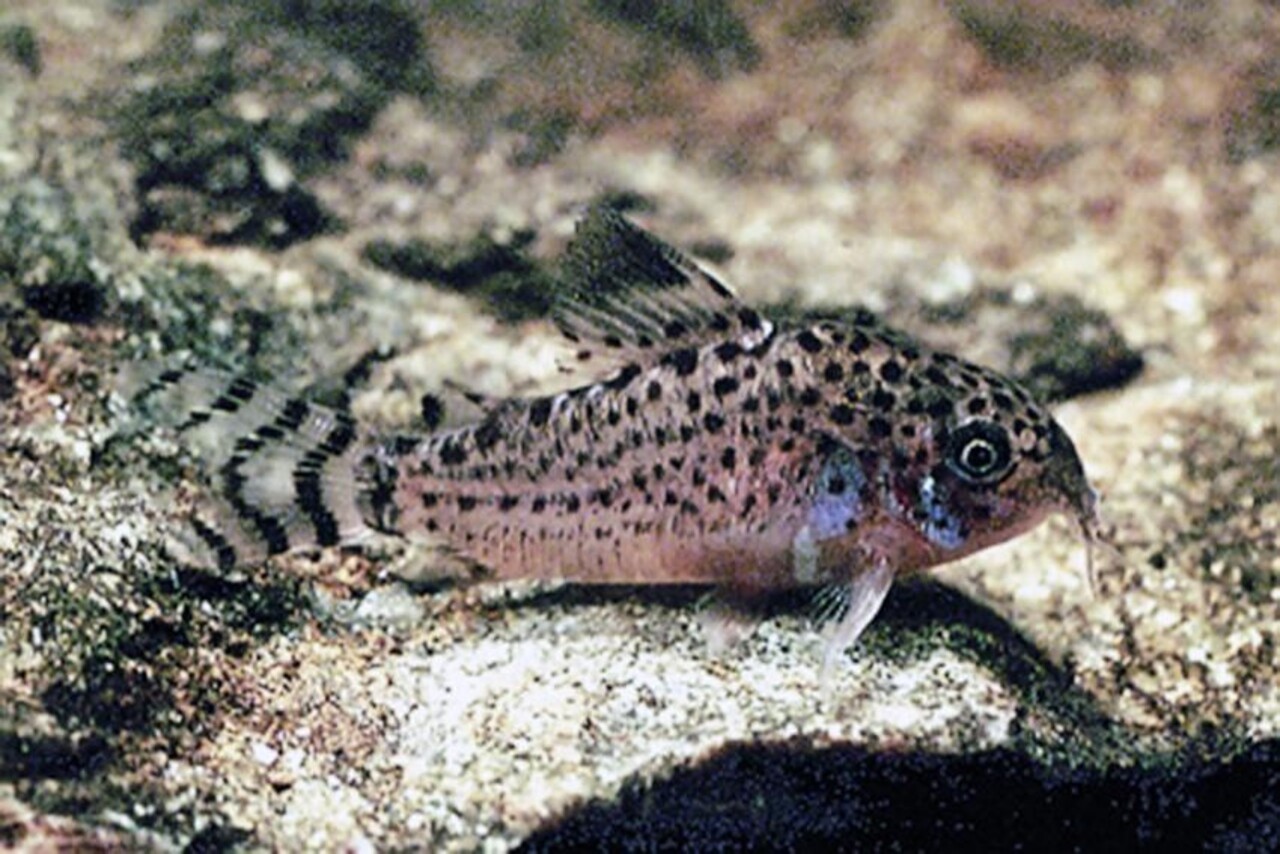 Corydoras Punctatus