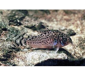 Corydoras Punctatus