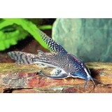Corydoras Barbatus Corydoras Barbatus