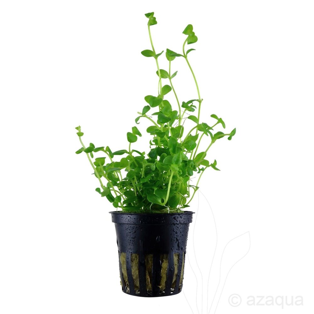 Moerings Bacopa Australis Pot Moerings Bacopa Australis Pot