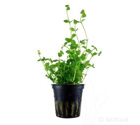 Moerings Bacopa Australis Pot Moerings Bacopa Australis Pot