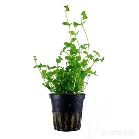 Moerings Bacopa Australis Pot Moerings Bacopa Australis Pot