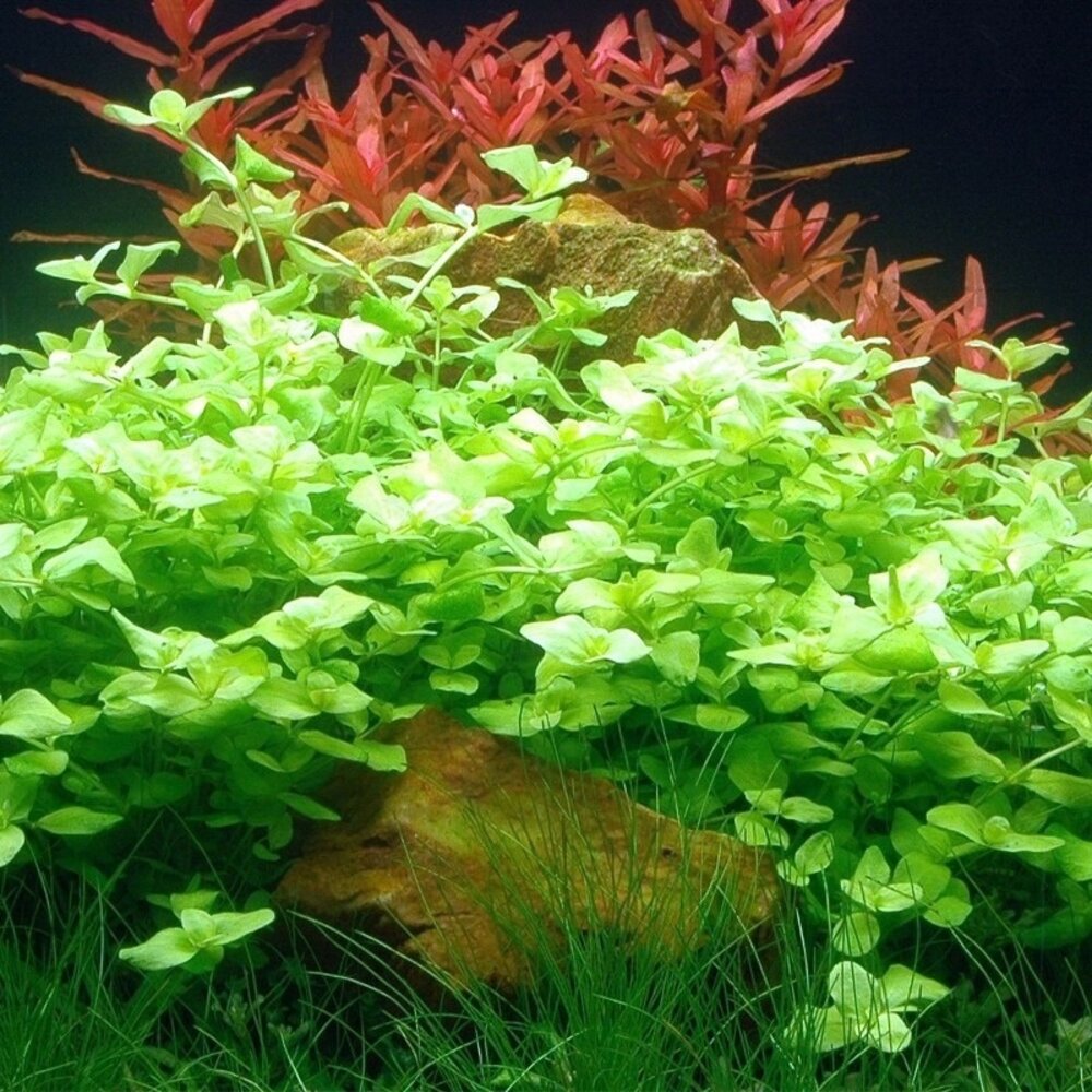 Moerings Bacopa Australis Pot Moerings Bacopa Australis Pot