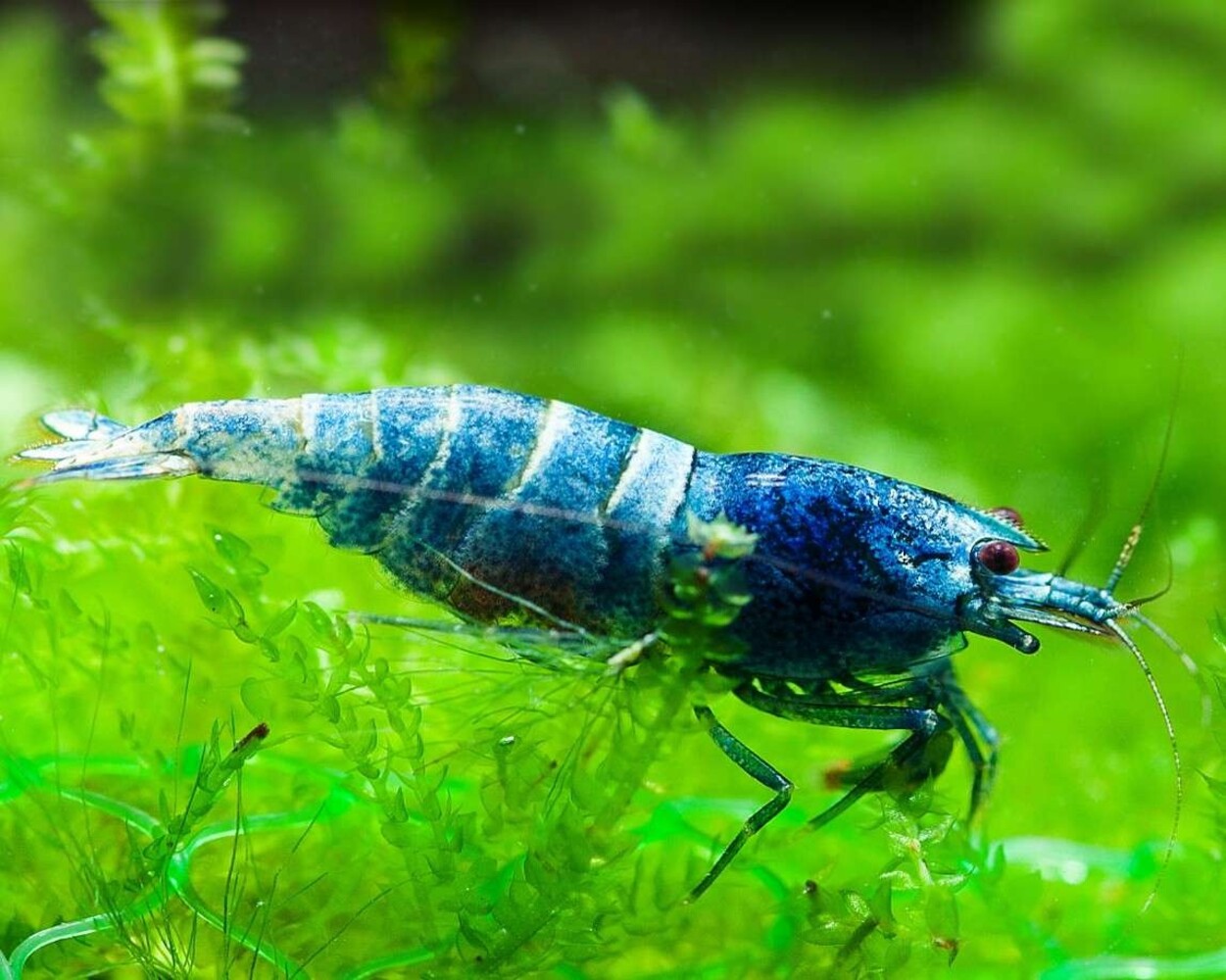 Caridina Taiwan Blue Bolt High Grade