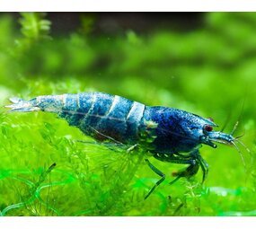 Caridina Taiwan Blue Bolt High Grade