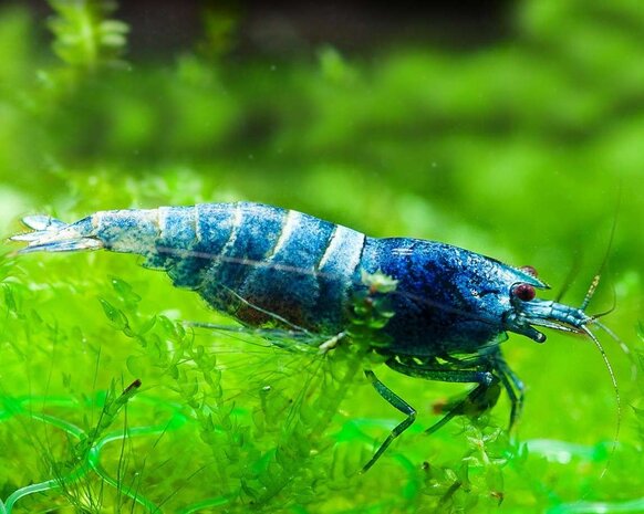 Caridina Taiwan Blue Bolt High Grade