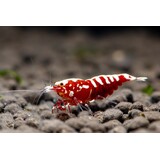 Caridina Galaxy Fishbone Galaxy Red