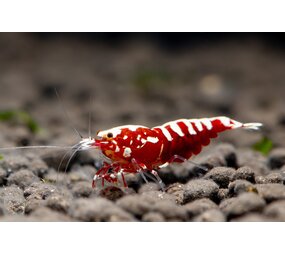 Caridina Galaxy Fishbone Galaxy Red