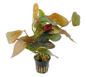 Moerings Echinodorus Ozelot Red Moerings Echinodorus Ozelot Red