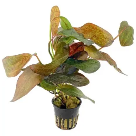 Moerings Echinodorus Ozelot Red Moerings Echinodorus Ozelot Red