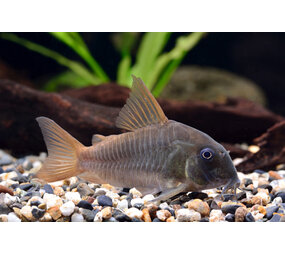 Corydoras Concolor