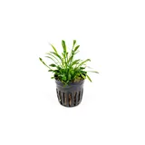 Moerings Cryptocoryne Parva