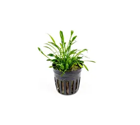 Moerings Cryptocoryne Parva Moerings Cryptocoryne Parva