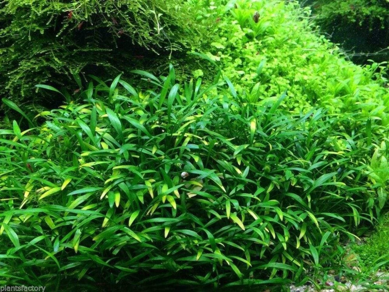 Moerings Cryptocoryne Parva