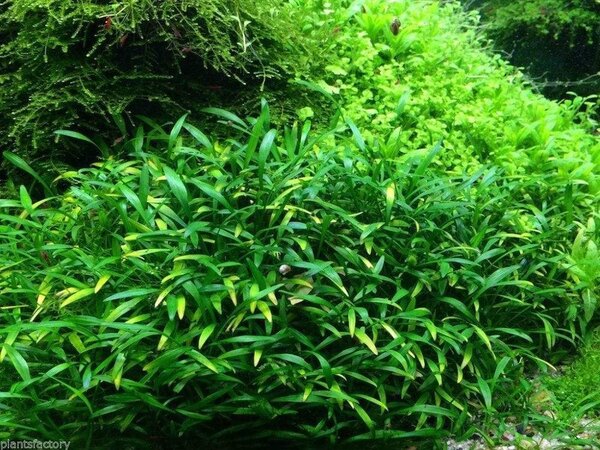 Moerings Cryptocoryne Parva