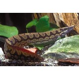 MASTOCEMBLES ARMATUS MASTOCEMBLES ARMATUS