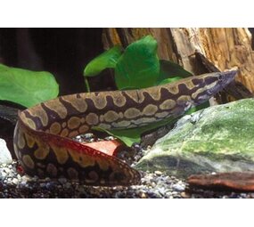 MASTOCEMBLES ARMATUS MASTOCEMBLES ARMATUS