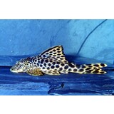 Ancitomus Sabaji L124 Ancitomus Sabaji L124