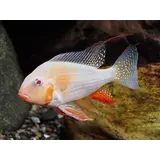 Acarichtes Heckeli Albino Acarichtes Heckeli Albino