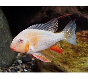 Acarichtes Heckeli Albino