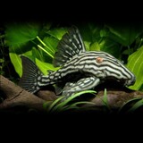 Panaque Nigrolineatus L190 Panaque Nigrolineatus L190