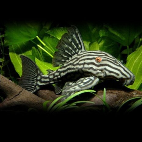 Panaque Nigrolineatus L190 Panaque Nigrolineatus L190