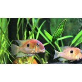 Guianacara Owroewefi